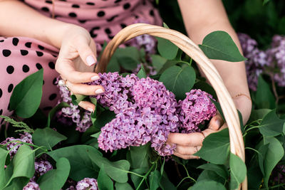 Midsection of woman holding purple flowering plants