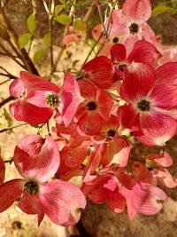 Close-up of pink flowering plant