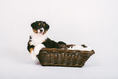 Portrait of puppy sitting on basket over white background