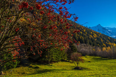 Trees on mountain during autumn