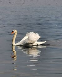 Swan swimming in lake