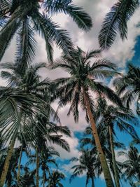 Low angle view of palm trees against sky