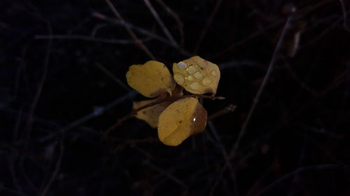 Close-up of yellow leaf on branch at night