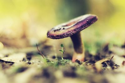 Close-up of mushroom growing on plant
