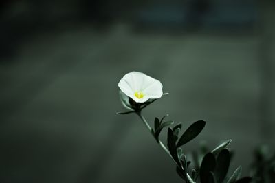 Close-up of white flowering plant