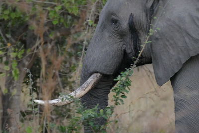 Close-up of elephant on land