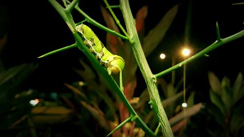 Close-up of insect on plant at night