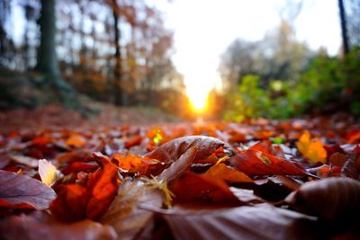 Close-up of maple leaves on street