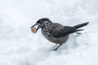 Close-up of a bird on snow covered landscape