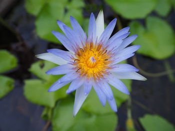 Close-up of flower blooming outdoors