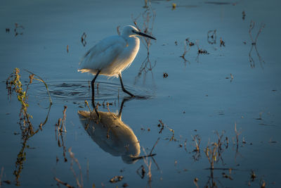 Bird in lake