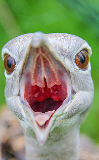 Close-up of a bird