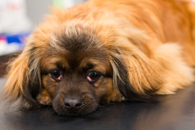 Close-up portrait of dog lying down on floor