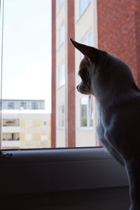 Cat looking through window