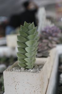 Close-up of succulent plant