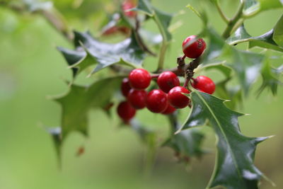 Close-up of red berries on tree