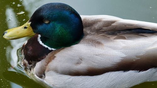 Close-up of a duck in lake