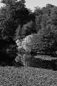 Scenic view of lake in forest