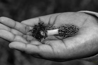 Close-up of hand holding leaf