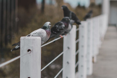 Pigeons perching on metallic railing