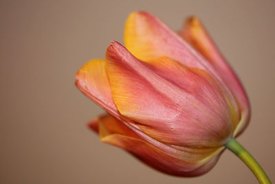 Close-up of pink tulip