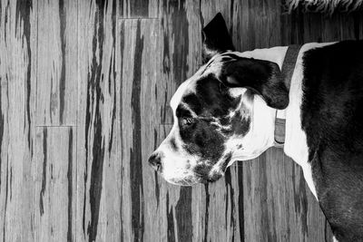 High angle view of dog by wooden wall