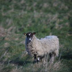 Portrait of sheep standing on field