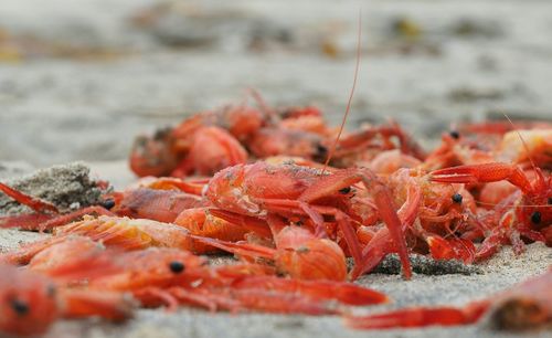 Red crayfish on grey sand