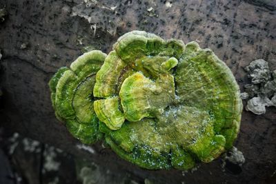 High angle view of green leaf on rock