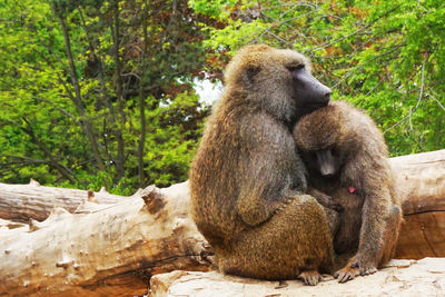 Monkey sitting in a forest