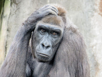 Close-up portrait of monkey