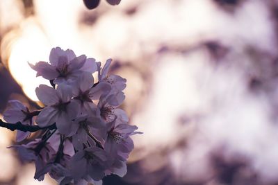 Close-up of flowers