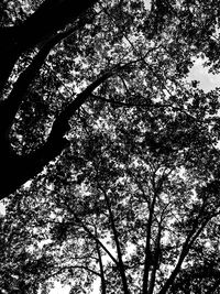Low angle view of silhouette tree against sky
