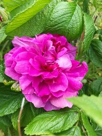 Close-up of pink flower