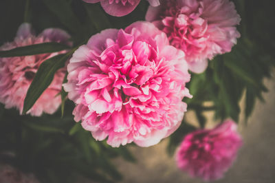 Close-up of pink flowers