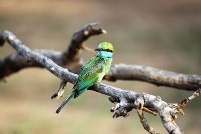 Close-up of bird perching on branch