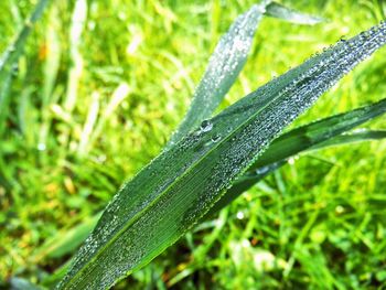 Close-up of water drops on grass