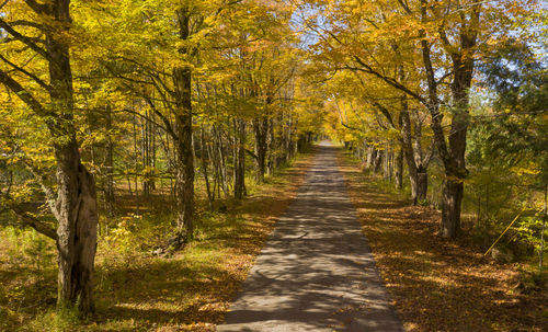 Footpath amidst trees in forest