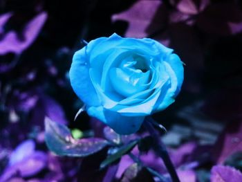 Close-up of purple flower