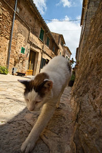 Cat lying on a building