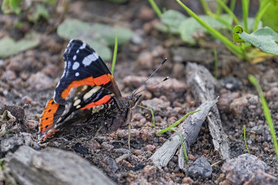 Close-up of butterfly on field