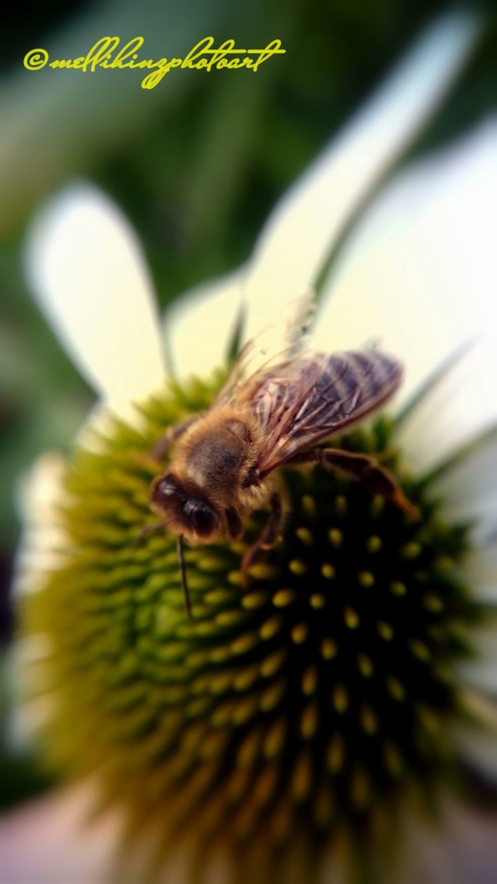 animal themes, insect, wildlife, flower, close-up, pollination, selective focus, bee, fragility, freshness, nature, focus on foreground, beauty in nature, petal, growth, flower head, plant, pollen, outdoors, arthropod, day, no people, animal antenna, fly, macro, extreme close-up