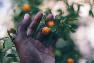 Close-up of hand holding orange