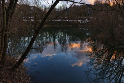 Reflection of bare trees in lake