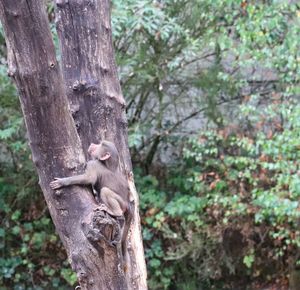 Monkey on tree trunk