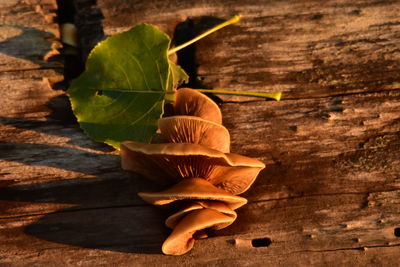 Close-up of food on wood