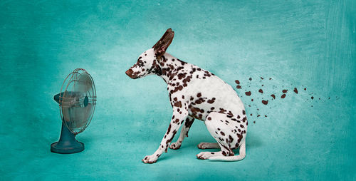 Digital composite image of electric fan blowing dalmatian spots against turquoise background