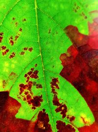 Close-up of maple leaf