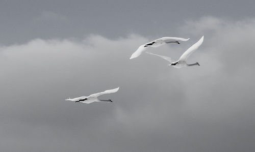 Low angle view of seagulls flying in sky