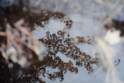 Close-up of frozen plants during winter